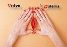 Vulva | Definition, Anatomy, & Function