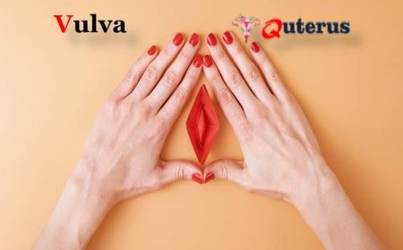 Vulva | Definition, Anatomy, & Function