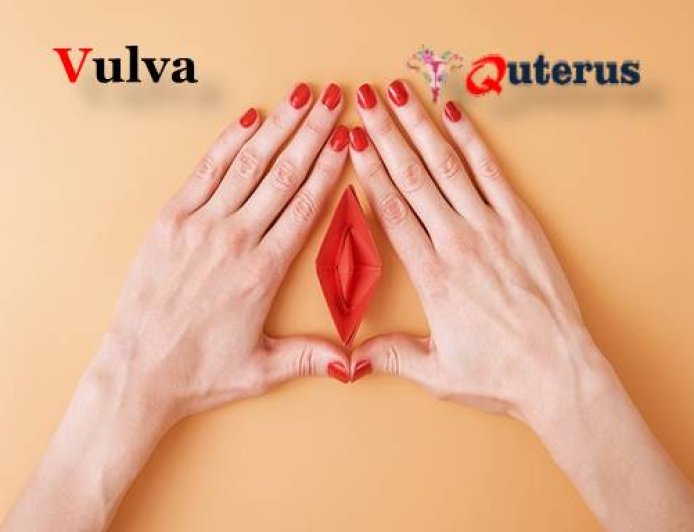 Vulva | Definition, Anatomy, & Function