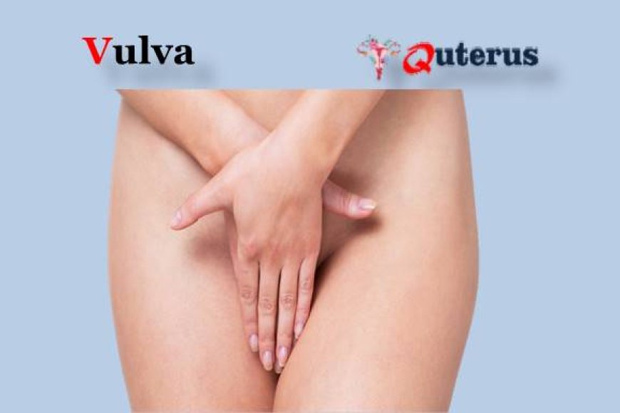 vulva image