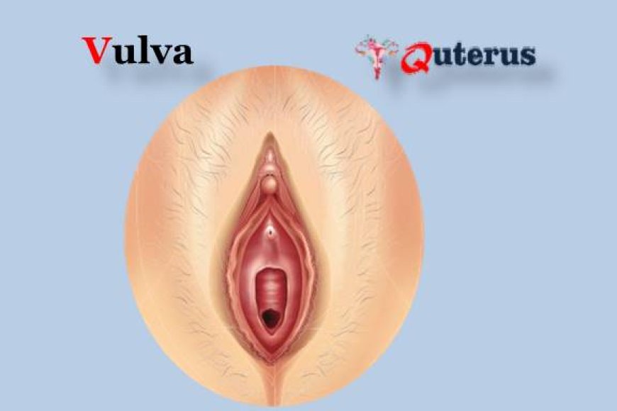 Vulva Image