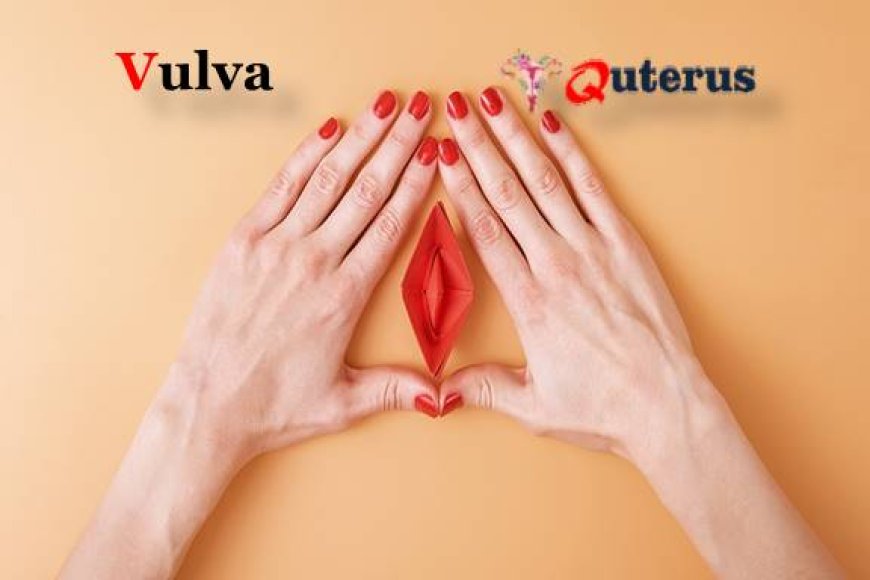 Vulva | Definition, Anatomy, & Function