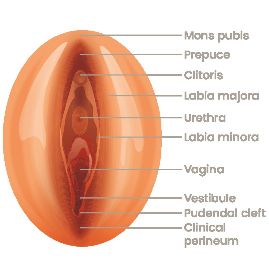vulva image